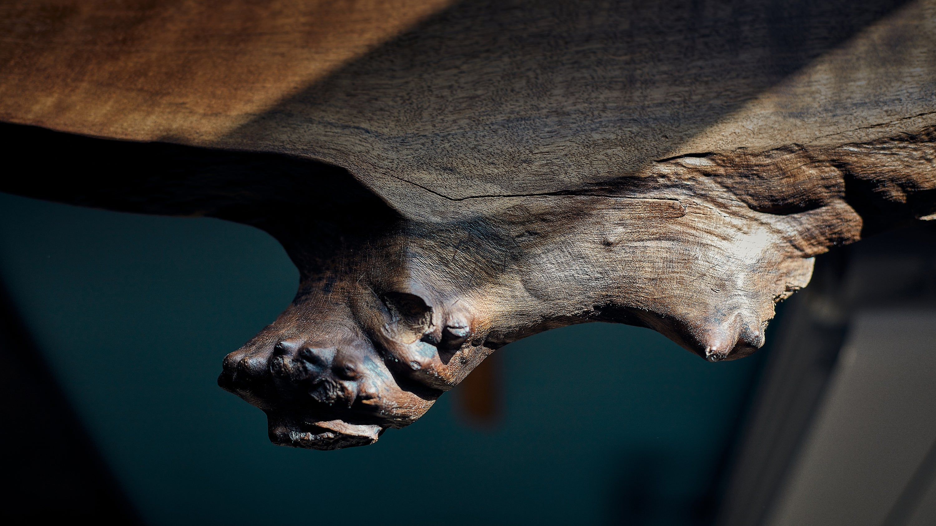 A Live Edge Customised Shelf in Black Walnut Wood, the natural beauty of the wood grain is enhanced by an organic burl, uniquely crafted to complement your space. Elevate your décor with this exceptional pieces just like this, blending functional elegance and captivating aesthetics.