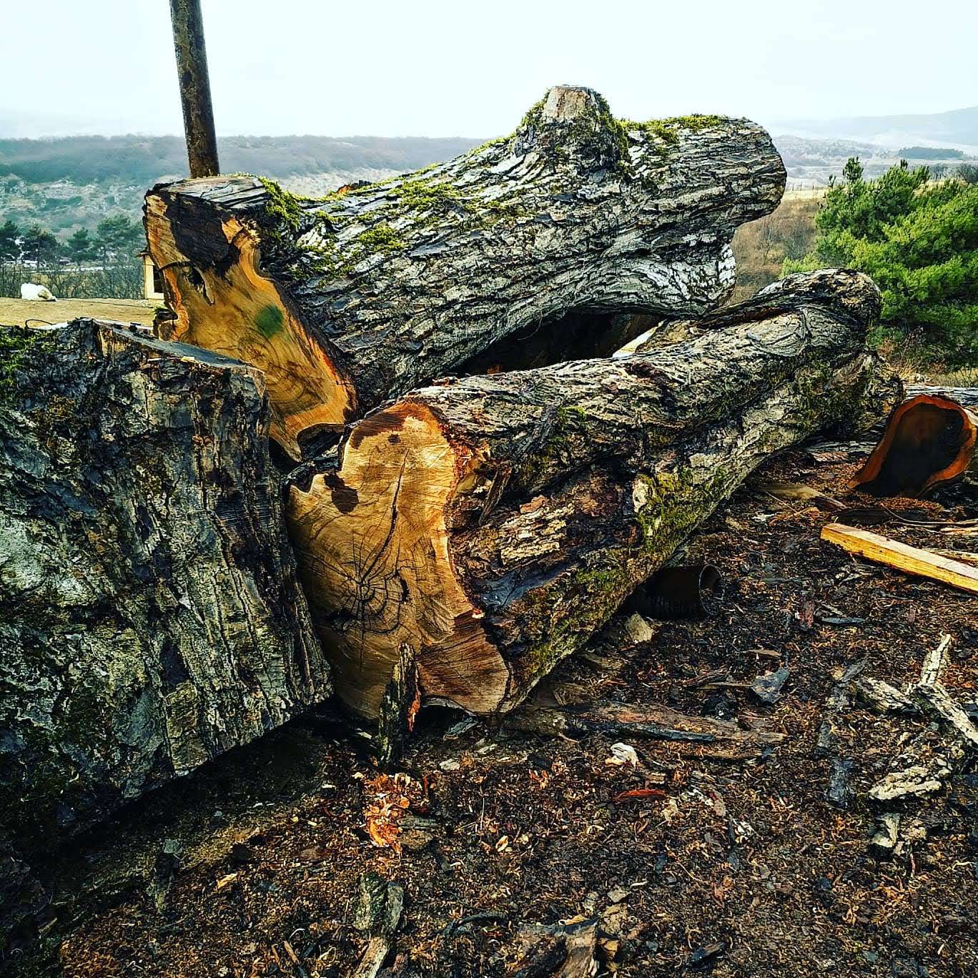 Live Edge Creations introduces Egor, our woodwork expert, diligently sourcing high-quality Black Walnut timber on location.